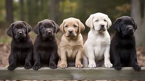 Available Labradors - Pleasant Knoll Labrador Retrievers : Pleasant ...