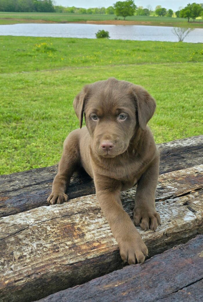 choc
