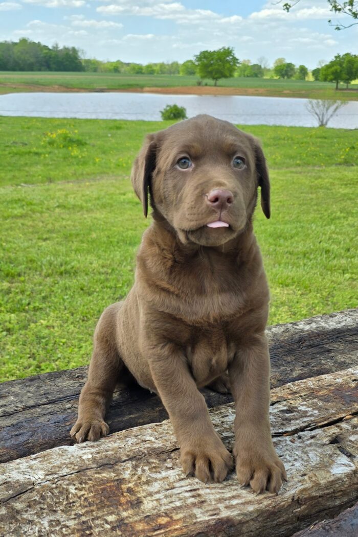 choc