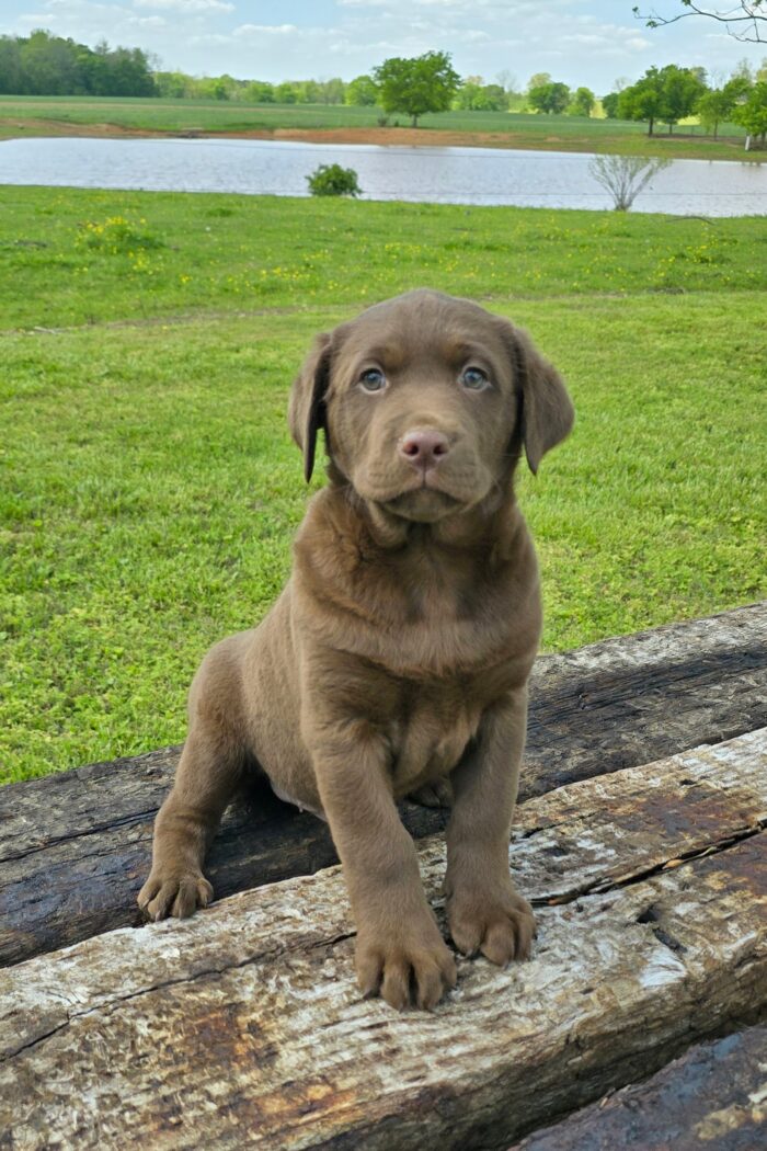 choc