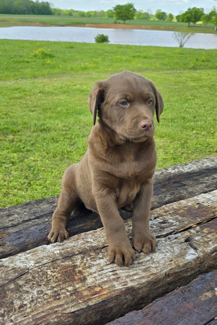 choc