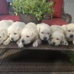 white puppies